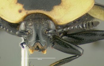 Media type: image;   Entomology 600888 Aspect: head frontal view